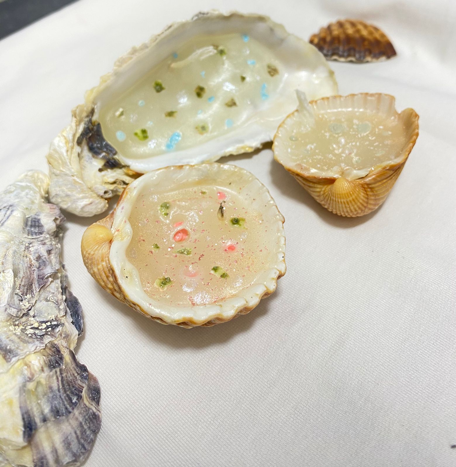 Coastal Shell Earrings